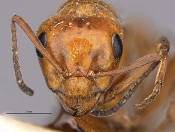 Media type: image;   Entomology 21723 Aspect: hefa